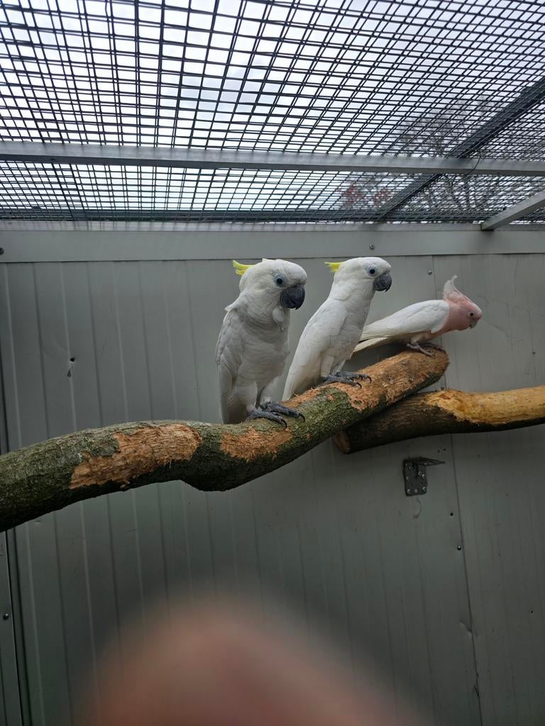 Koppel triton kakatoes 2025, Dieren en Toebehoren, Vogels | Parkieten en Papegaaien, Meerdere dieren, Parkiet, Geringd