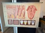 Oude Schoolplaat - Huid en Tong, Ophalen of Verzenden, Natuur en Biologie