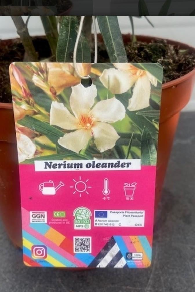 2 x Nerium oleander licht oranje bloem tuin plant pot terras, Overige soorten, Volle zon, Vaste plant, Ophalen of Verzenden