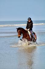 super leuke draver ruin, meerganger!, Minder dan 160 cm, Met stamboom, Ruin, 3 tot 6 jaar