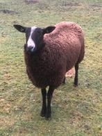 Zwartbles schaap te koop. Ram, Dieren en Toebehoren, Schapen, Geiten en Varkens, Mannelijk, Schaap, 0 tot 2 jaar