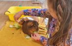 Gezocht cavia beertje zie omschrijving, Dieren en Toebehoren, Januari, Mannelijk, Cavia