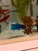 Blauw Betta splendens vis, Vis