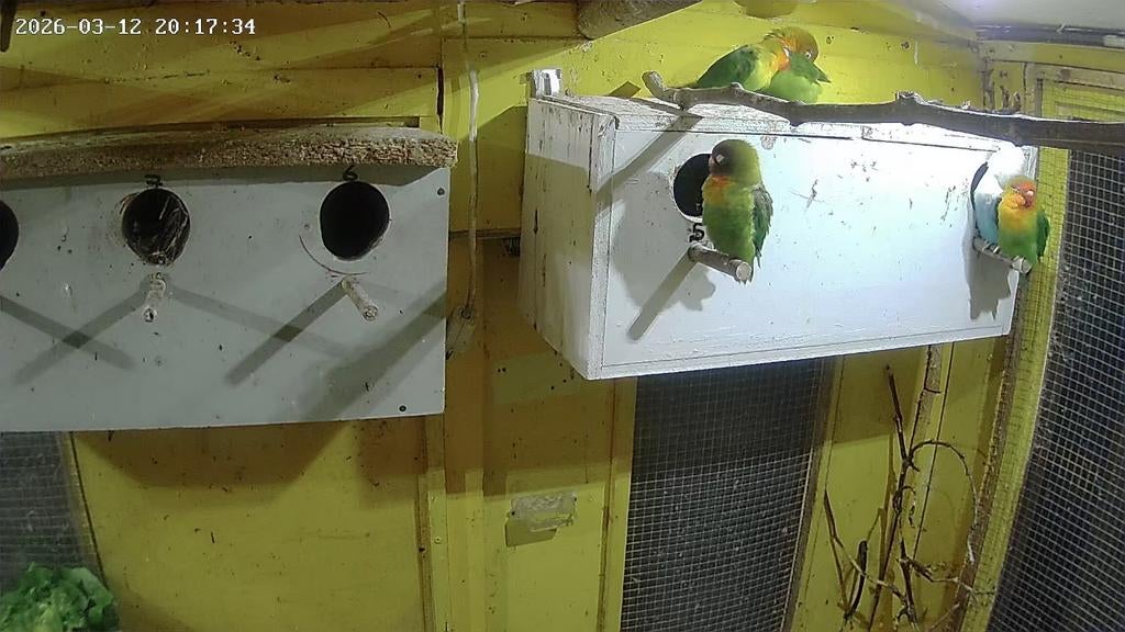 Agapones te koop 15 euro per stuk, Dieren en Toebehoren, Vogels | Hokken en Kooien, Ophalen, Hout, Vogelkooi