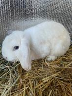 NHD konijn Nederlands hangoor dwerg, Dieren en Toebehoren, Konijnen, Mannelijk, Dwerg, Hangoor, 0 tot 2 jaar