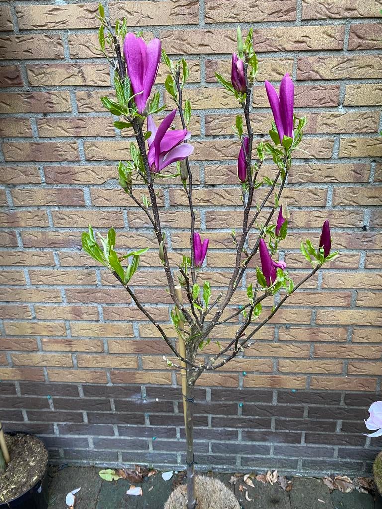 Magnolia susan op stam 60 cm, Ophalen, Zo goed als nieuw