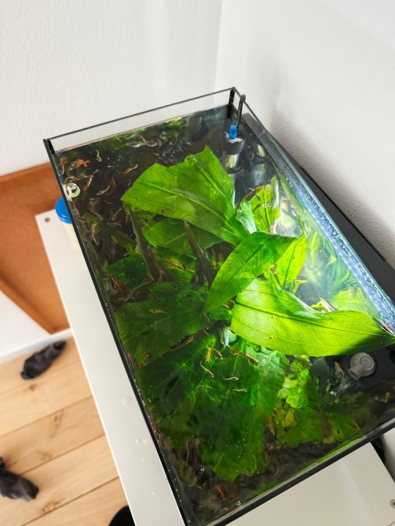 Guppen te koop, Vis, Zoetwatervis, Schoolvis