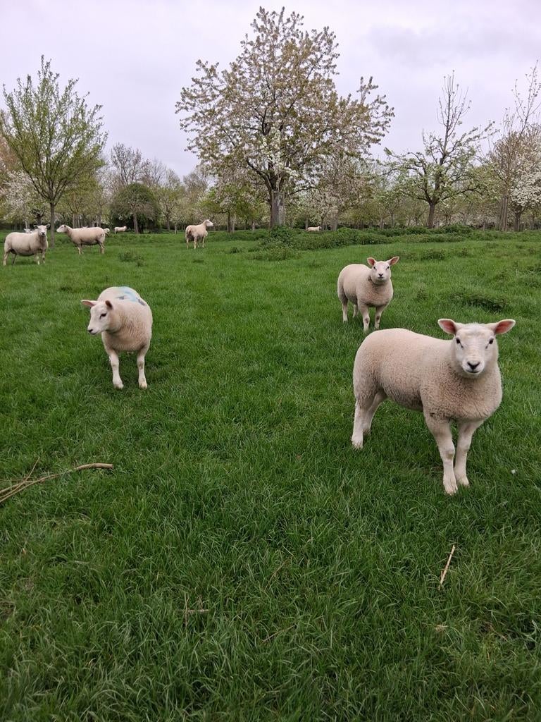 Lammeren voor de fokkerij, Meerdere dieren, Schaap, 0 tot 2 jaar