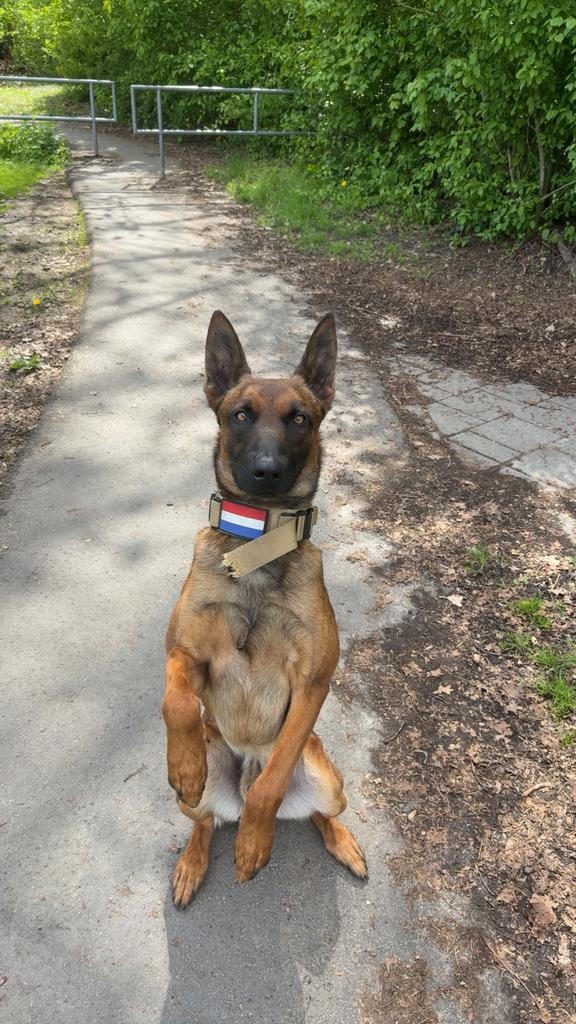 Te koop: Mechelse herder – echte werkhond, Reu, 1 tot 2 jaar, Parvo, Eén hond