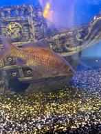 3 verschillende mooie goudvissen, Vis, Zoetwatervis