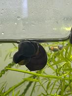 Appelslakken paars en blauw, Dieren en Toebehoren, Vissen | Aquariumvissen, Vis