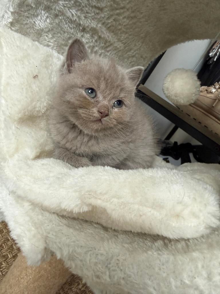 Kittens britse korthaar