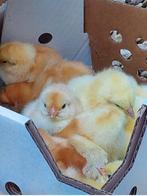 Eendags kuikens Sasso C44 dubbeldoel kippen vleeskuikens, Dieren en Toebehoren, Meerdere dieren, Kip