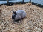 konijnen, Dieren en Toebehoren, Konijnen, Vrouwelijk, Dwerg, 0 tot 2 jaar