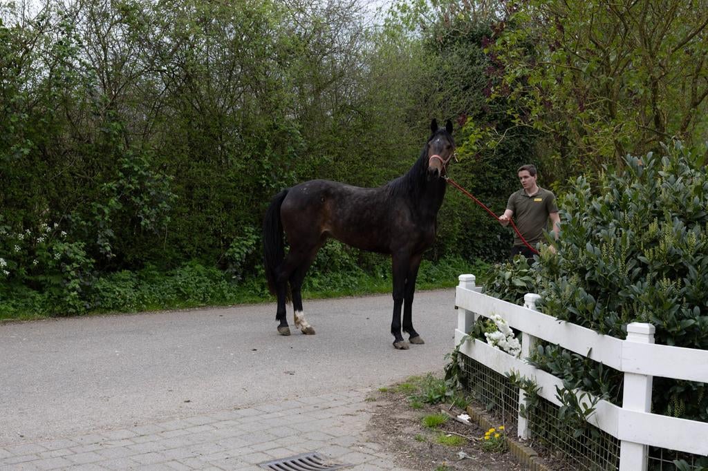 Talentvol dressuur merrie, Dieren en Toebehoren, Merrie, Met stamboom, Dressuurpaard, 3 tot 6 jaar