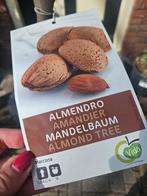 Amandelboompjes 170cm hoog vol met amandelen, Ophalen, Zomer, Volle zon, 100 tot 250 cm