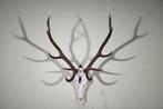 gewei edelhert skull hert, Ophalen, Zo goed als nieuw, Hert, Gewei of Kop
