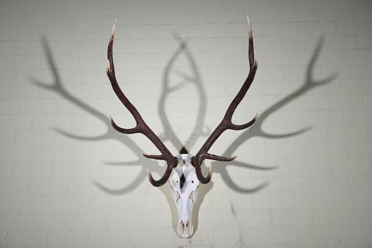 gewei edelhert skull hert, Verzamelen, Dierenverzamelingen, Zo goed als nieuw, Gewei of Kop, Hert, Ophalen