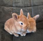 Standaard rex konijnen  konijn, Mannelijk