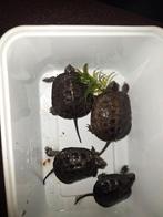 2 stuks emys orbicularis babys, Amfibie, 0 tot 2 jaar
