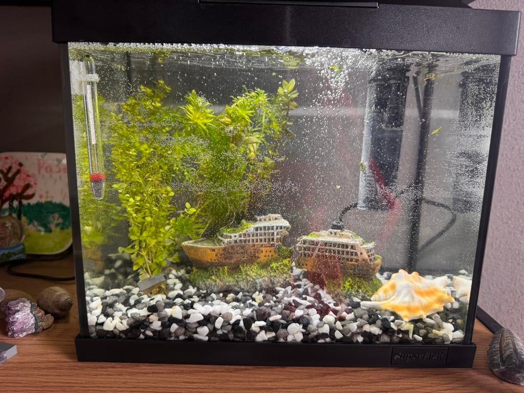 Aquirium voor goudvis met filter en accesoires, Dieren en Toebehoren, Ophalen, Zo goed als nieuw, Leeg aquarium