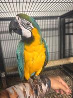 Gezocht, Meerdere dieren, Parkiet