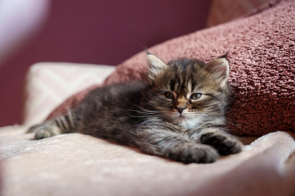 Prachtige Blue Point x Maine Coon kitten - poesje, Poes, Ontwormd