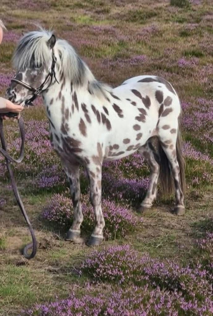 bonte shetlanders, Dieren en Toebehoren, Merrie