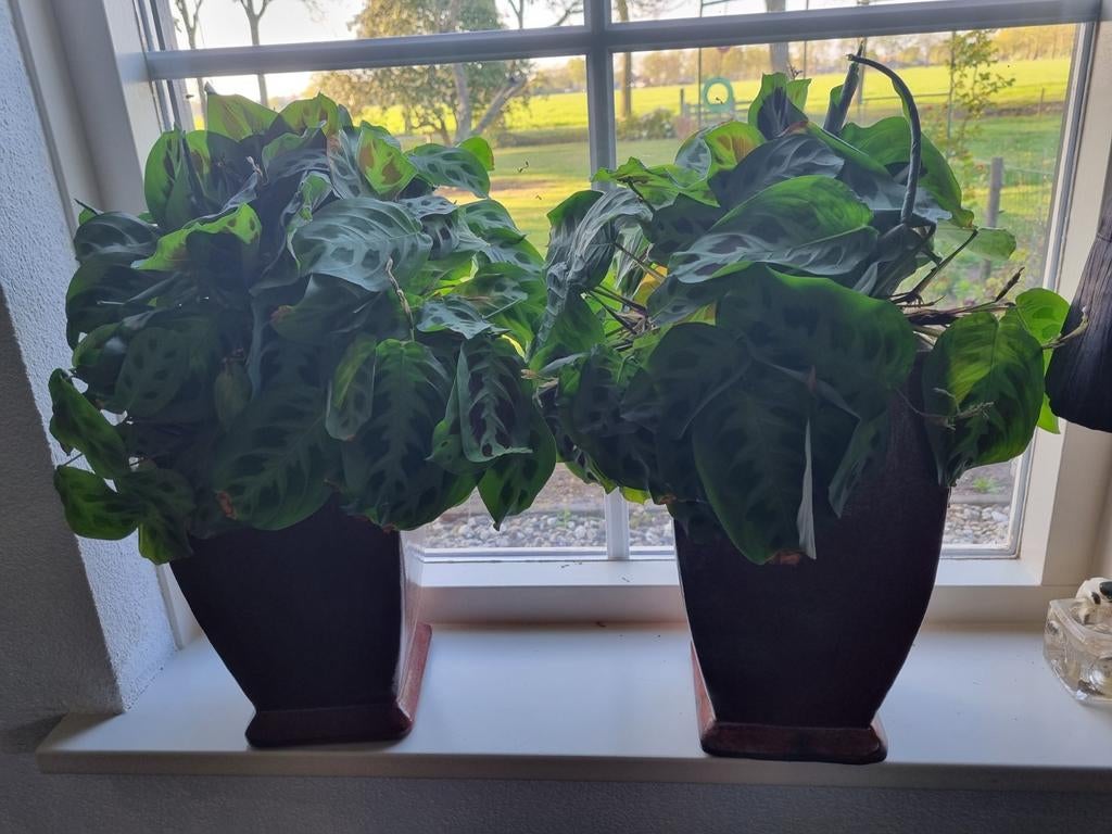 Volle groene frisse planten, Ophalen, Kunststof, Rond, Minder dan 40 cm