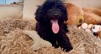 Maltipoo pups, Particulier, 8 tot 15 weken, Buitenland, Parvo