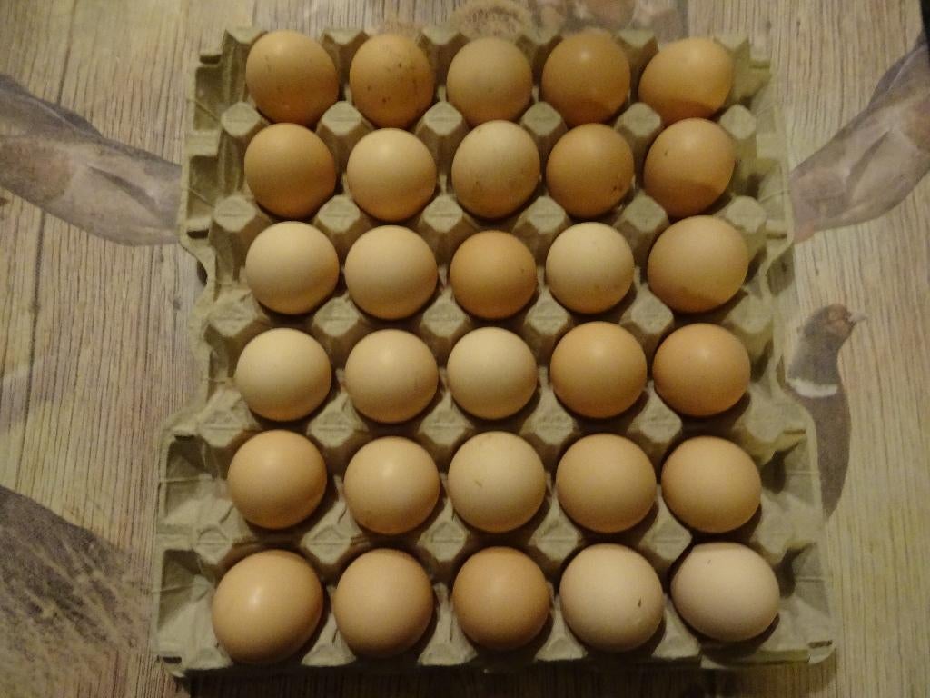 broedeieren noord hollandse blauwe eieren kippen, Geslacht onbekend, Kip