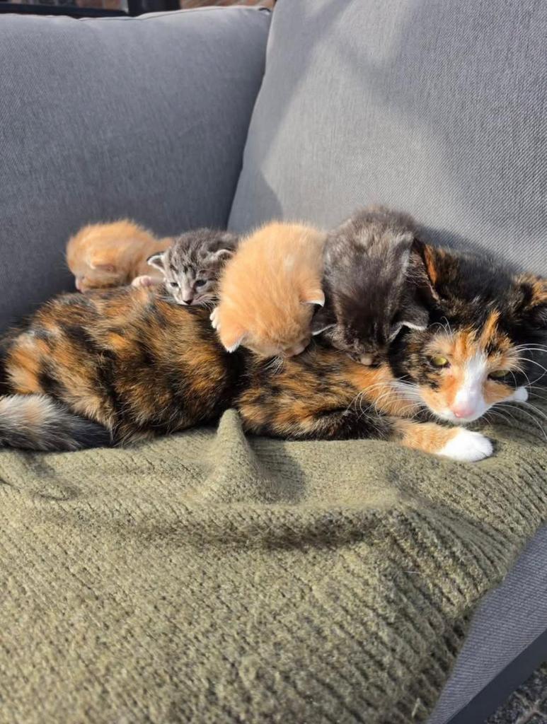 Kittens, Dieren en Toebehoren, Katten en Kittens | Overige Katten, Meerdere dieren