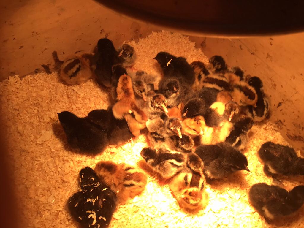 Pluimvee, Dieren en Toebehoren, Pluimvee | Toebehoren, Ophalen, Overige typen