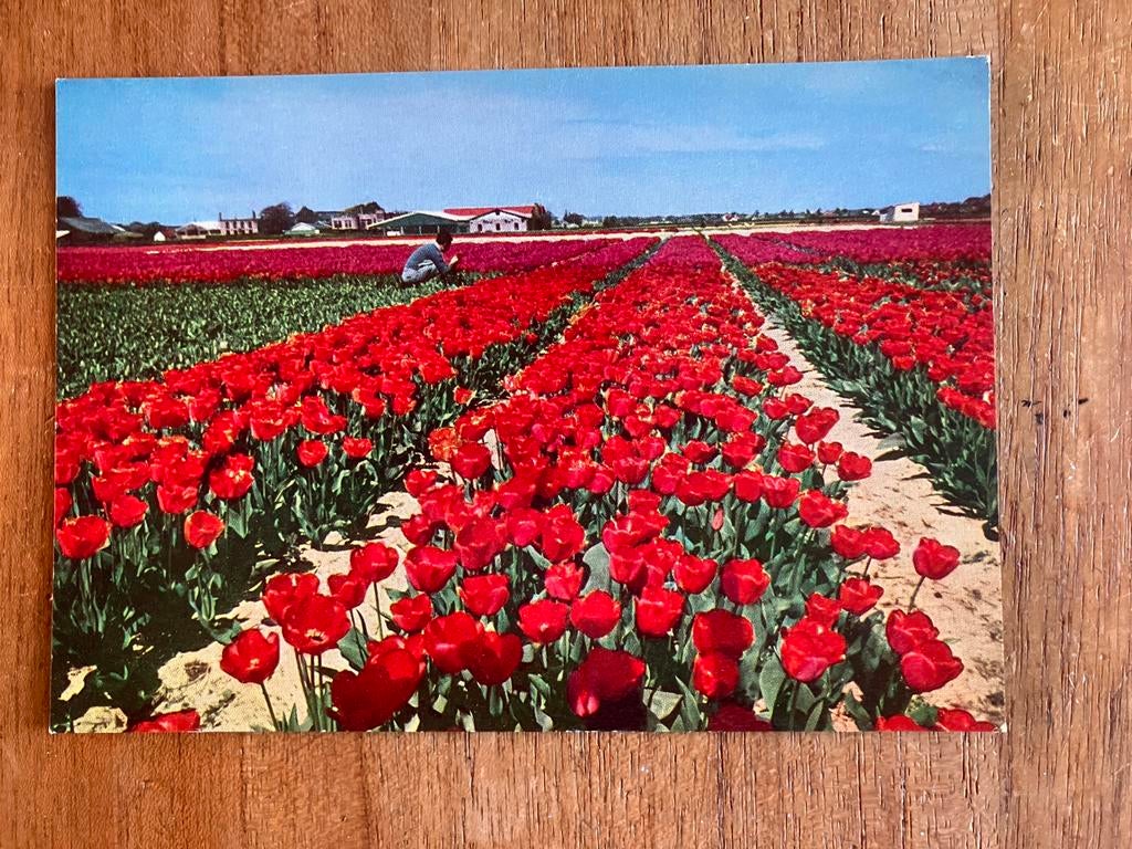 Vintage Ansichtkaart Holland Bollenvelden Tulpen, Verzamelen, Ansichtkaarten | Nederland, Ophalen of Verzenden, 1960 tot 1980