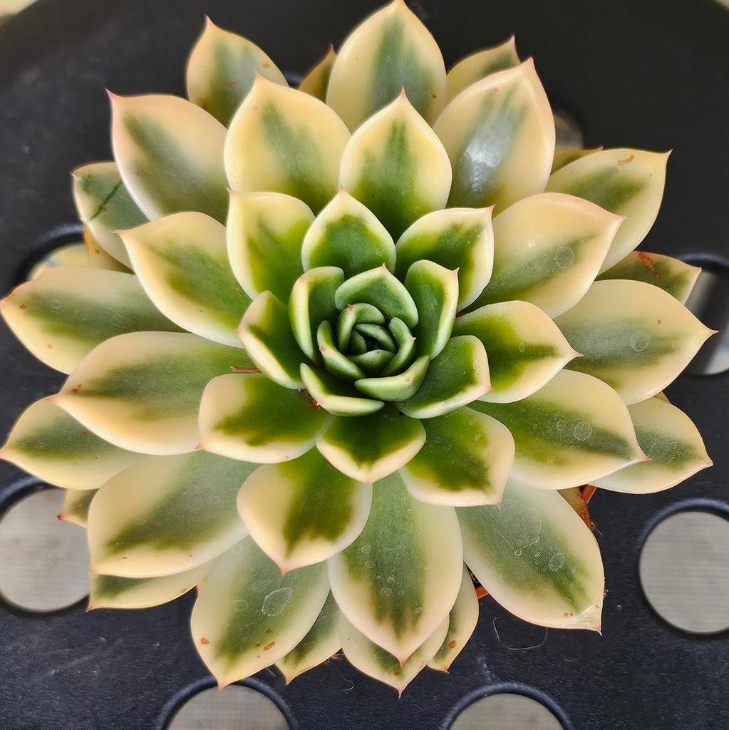 Echeveria Mira variegated  vetplant succulent pot 10cm, Vetplant, Ophalen of Verzenden, In pot, Minder dan 100 cm