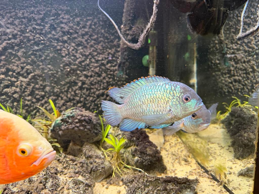 Electric blue acara, Vis