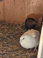 Broedeieren japanse (jumbo) kwartel, Dieren en Toebehoren, Pluimvee, Meerdere dieren, Overige soorten
