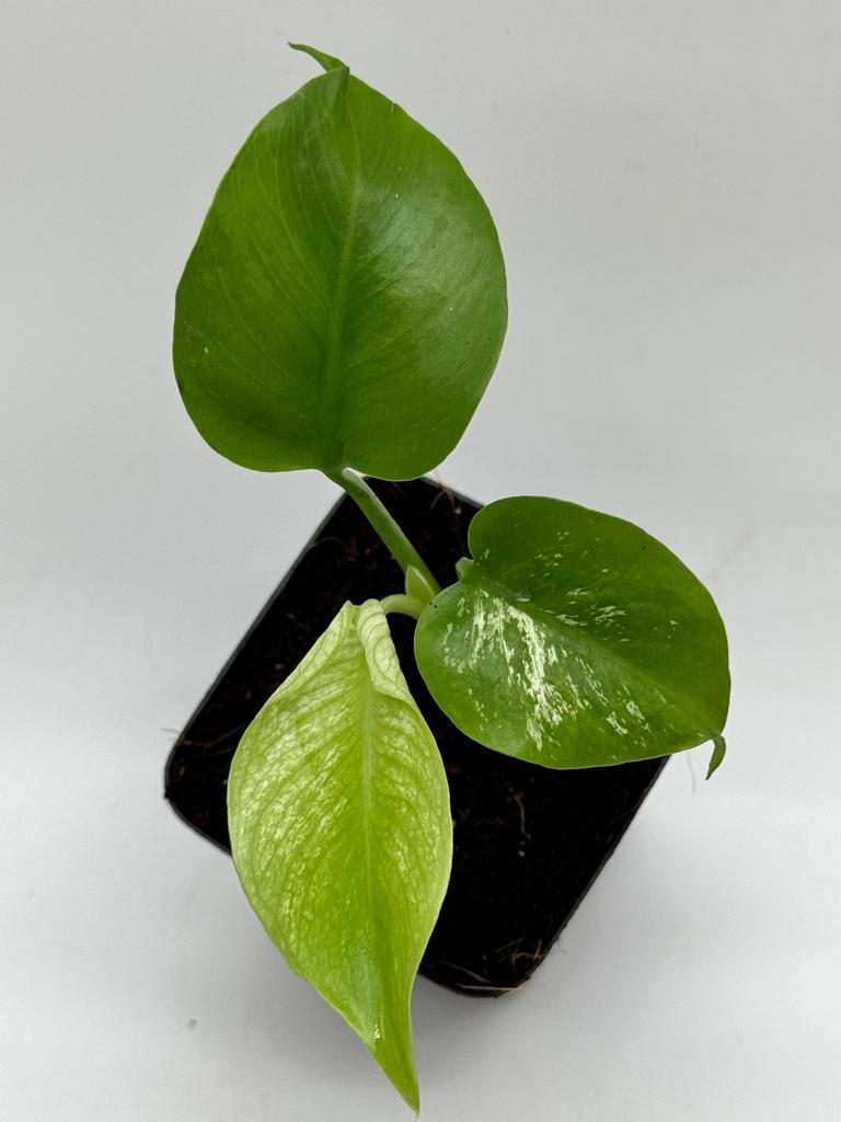 Monstera Devil Monster Variegata, Ophalen of Verzenden, Halfschaduw, Minder dan 100 cm