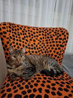 Avontuurlijke kitten van bijna 1 jaar, Poes, 0 tot 2 jaar