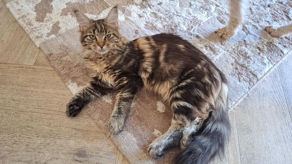 Maine coon poes met stamboom, Dieren en Toebehoren, Poes, Met stamboom, 0 tot 2 jaar