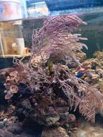 Palythoa grandis samen met gorgoon op steen, Dieren en Toebehoren, Overige typen, Zoutwatervis