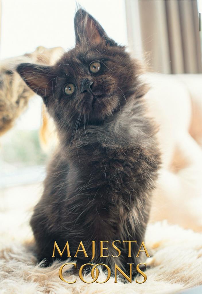 😻🇳🇱Maine Coon Kittens - MajestaCoons🇳🇱😻, Dieren en Toebehoren, Katten en Kittens | Raskatten | Langhaar, Meerdere dieren