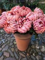 CHRYSANT - KUNST - OUDROZE TINTEN