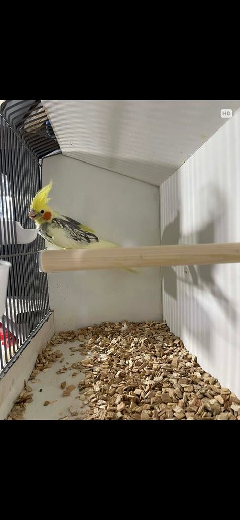 Valkparkiet pop bewezen Tt kwaliteit, Vrouwelijk, Parkiet