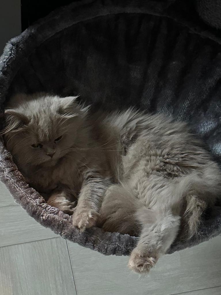 Britse langhaar - 3 jaar oud, Dieren en Toebehoren, Katten en Kittens | Raskatten | Langhaar