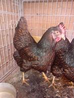 Barnevelde kippen, Vrouwelijk, Kip
