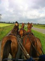 16 jarig menpaard / rijpaard, Dieren en Toebehoren, Paarden, Met stamboom, Ruin, M, 11 jaar of ouder
