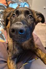 5*huisje gezocht voor Herder kruising, Dieren en Toebehoren, Honden | Herdershonden en Veedrijvers, Parvo, Reu, 8 tot 15 weken