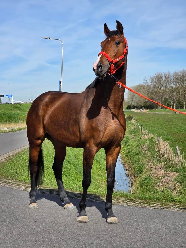 Prachtige en lieve KWPN merrie te koop., Dieren en Toebehoren, Paarden, Merrie, Met stamboom, Dressuurpaard, 3 tot 6 jaar