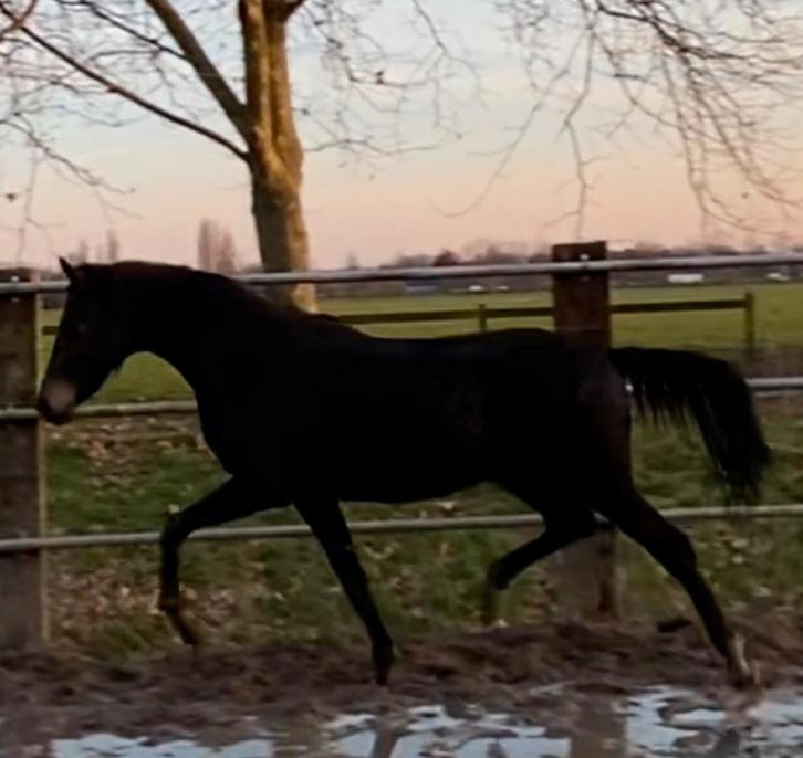 Super interessant gefokte pony!, Dieren en Toebehoren, Pony's, Merrie, Onbeleerd, D pony (1.37m tot 1.48m), Dressuurpony, 3 tot 6 jaar